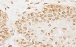 PP5 Antibody, Novus Biologicals 0.1mL; Unlabeled:Antibodies, Polyclonal